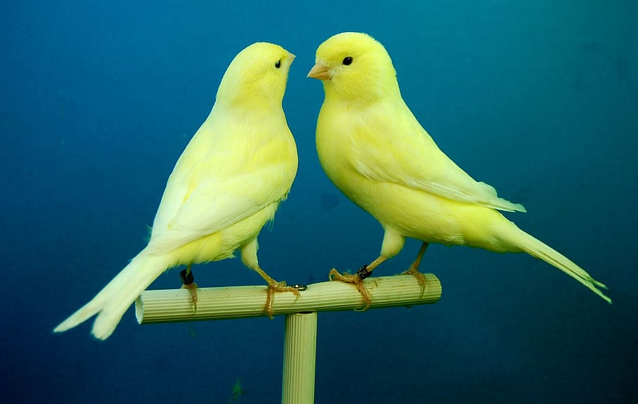 Cute canary birds